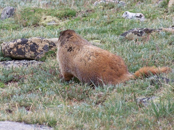 Groundhogs day activities for kids