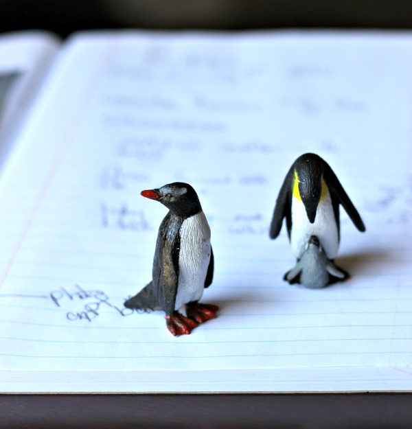 Penguin facts, activities, books and web cams