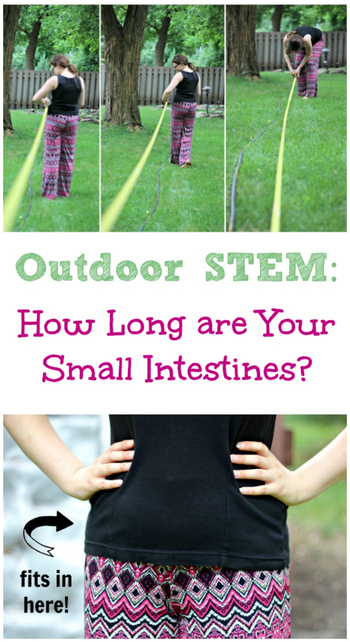 Outdoor STEM: How Long are Your Small Intestines? - Edventures with Kids