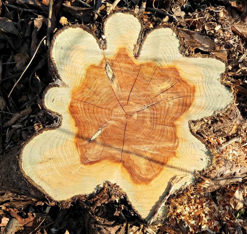 Counting tree rings for kids - learning about nature and the forest