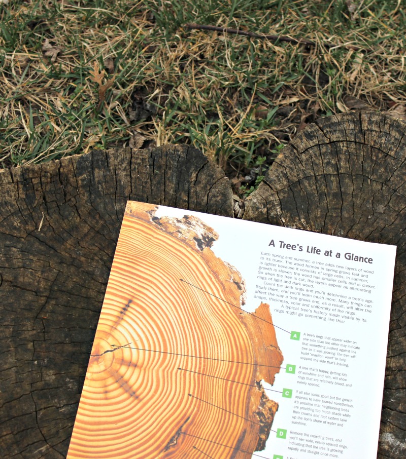 Learn to count tree rings and date a tree