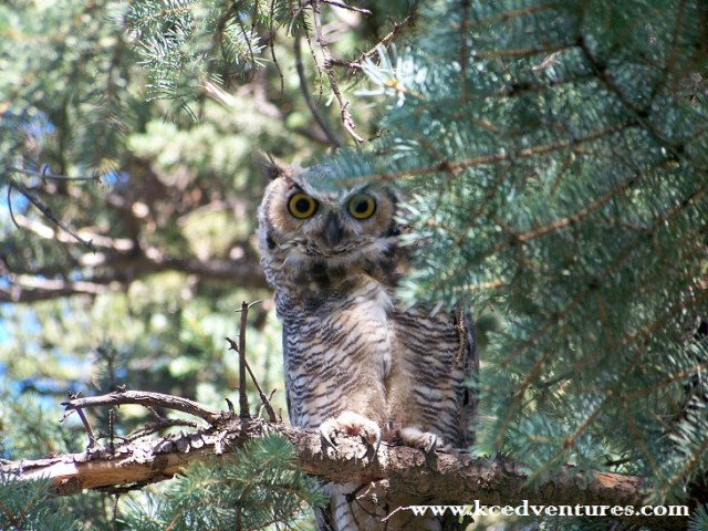 Easy animal habitat crafts for preschool