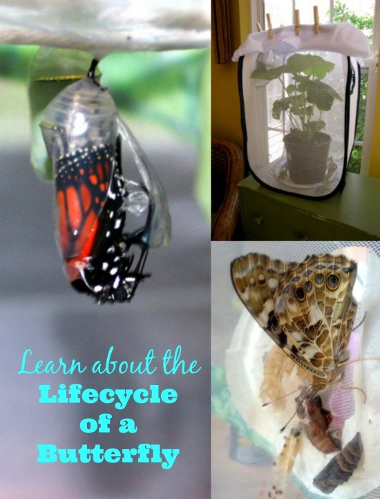 Animal and insect life cycle activities and crafts for kids