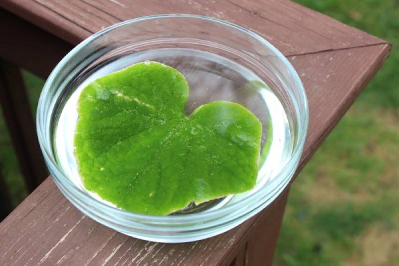 How does a plant or tree breathe? Easy science experiment for elementary and middle school