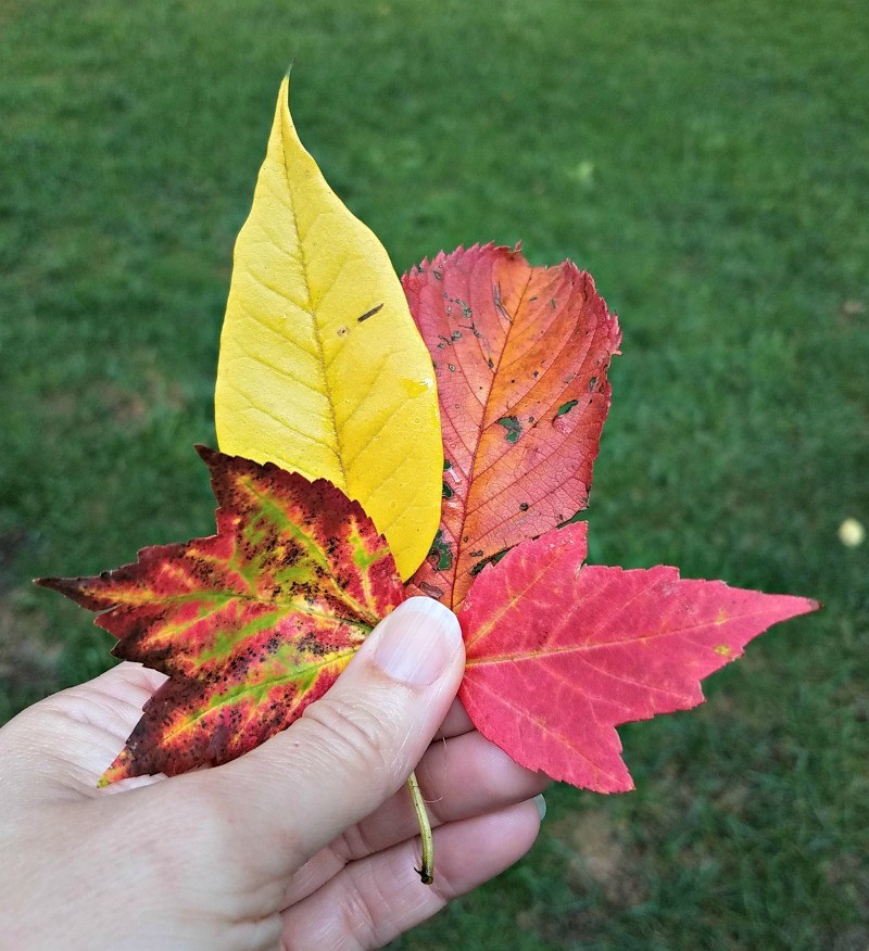 Fall science experiments for preschoolers, kindergarten and elementary age kids
