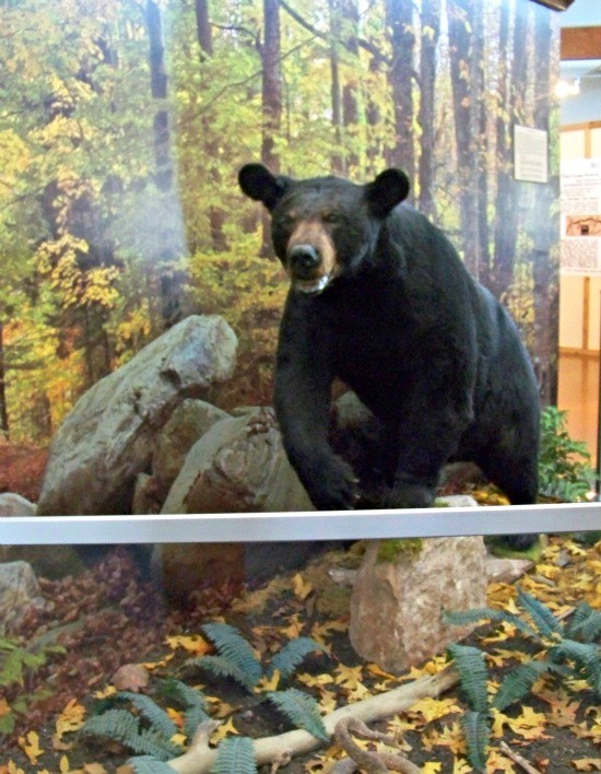 5 Awesome Activities at Nature Centers Near Me
