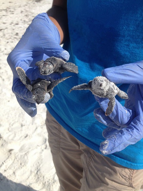 nature adventures - sea turtle hatching