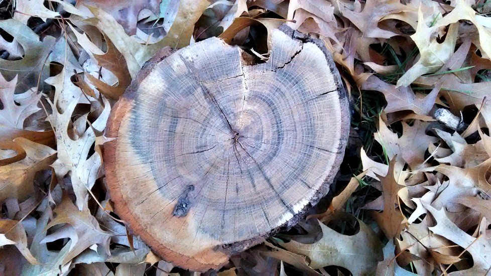 Tree rings and dendrochronology - nature science for kids