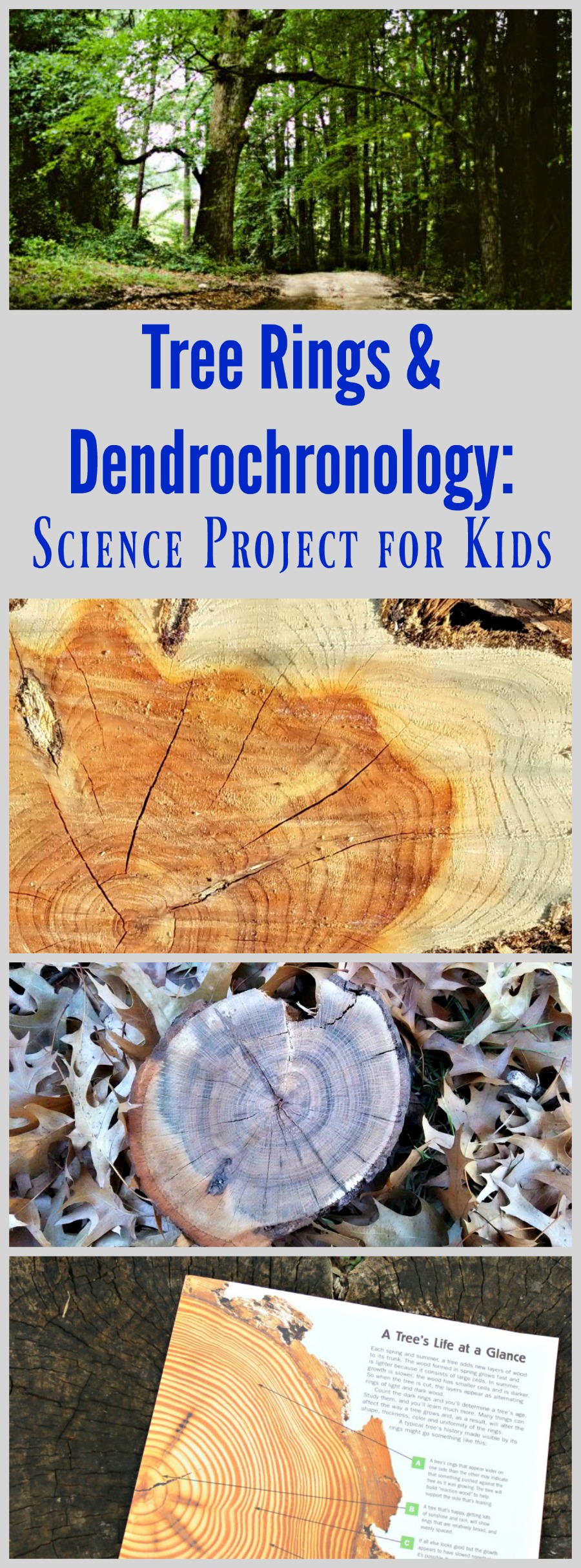 Dendrochronology: the science of tree rings for kids