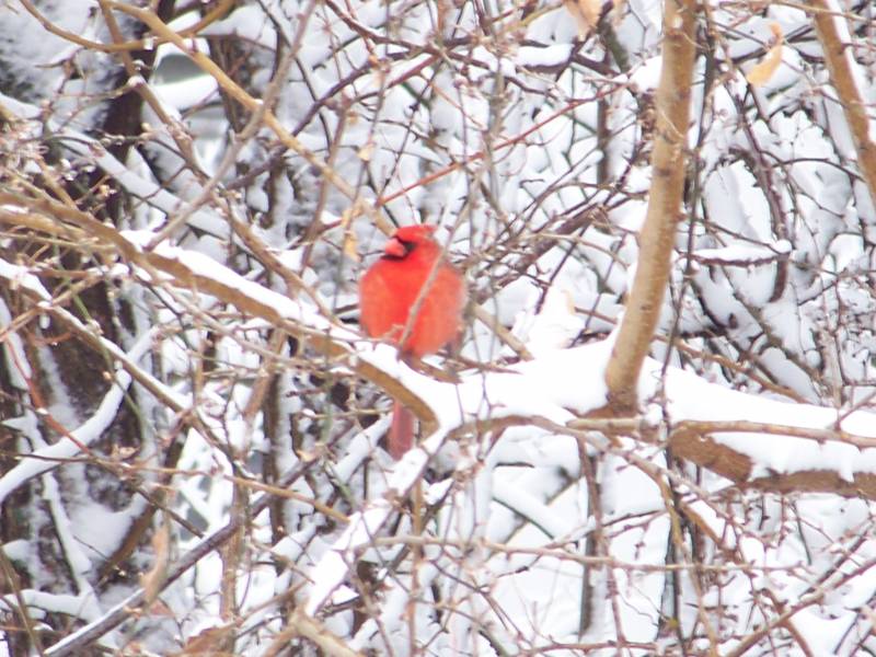 Winter Scavenger Hunt ideas for preschoolers, elementary kids and even adults