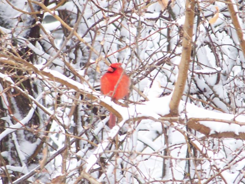 Winter Scavenger Hunt ideas for preschoolers, elementary kids and even adults