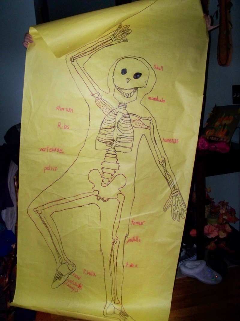 Teaching kids the names of skeleton bones in body