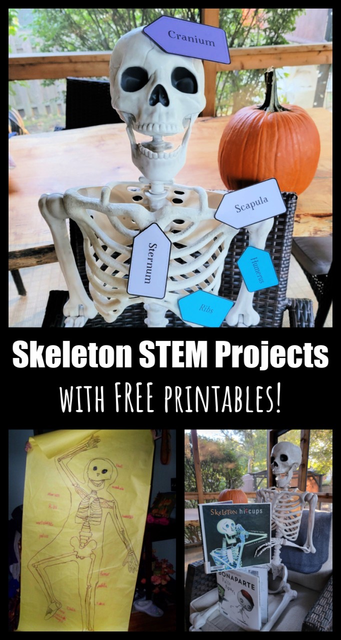 Skeleton STEM Activity