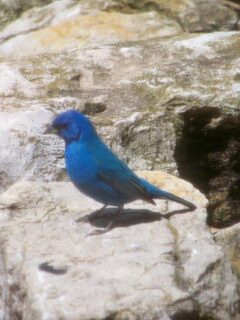 blue-bird-small-cropped