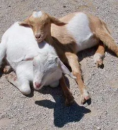 sleeping-goats-small