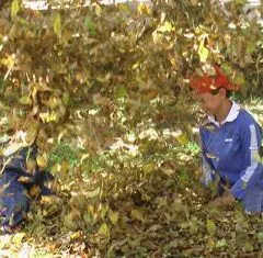 kids-in-leaves-small