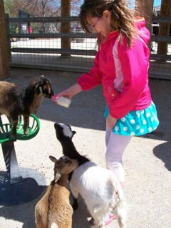 Bottle-feeding the baby goats