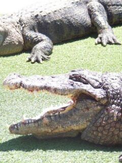 Alligators in South Dakota