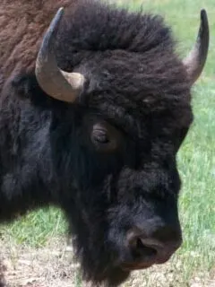 Buffalo in South Dakota