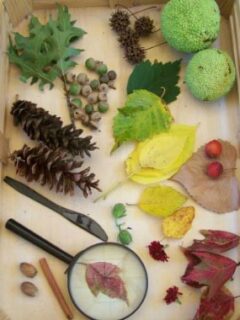 Create a Nature Tray