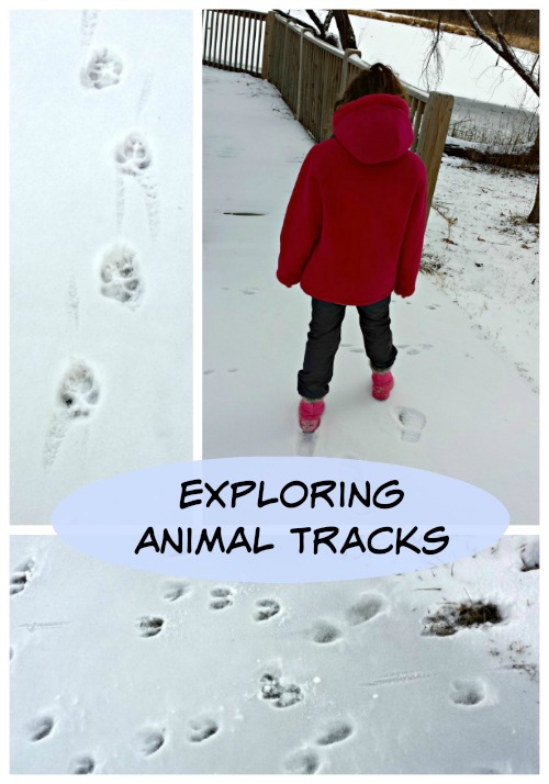 animal footprints in snow