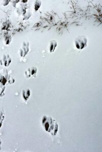 Exploring Animals Tracks in Snow - KC Edventures