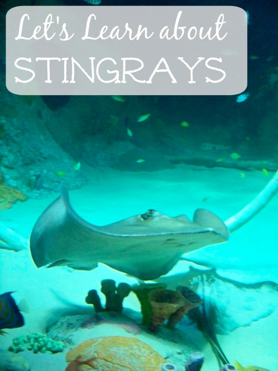 stingray facts