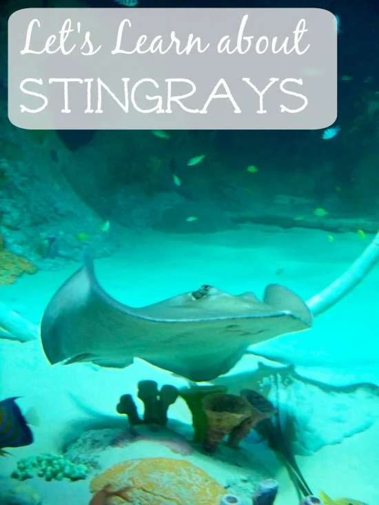 stingray facts