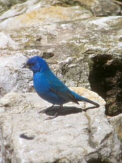 blue-bird-small-cropped.jpg