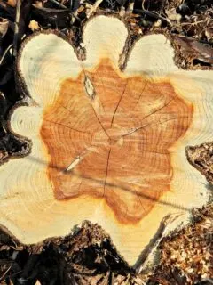 tree-rings-count.jpg