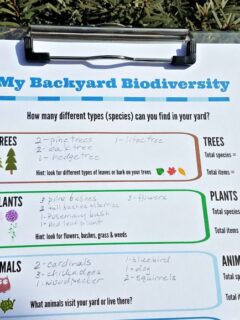 backyard-science-biodiversity-outdoor-activity.jpg