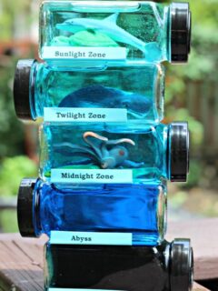 learn about the ocean layers and animals - science activity for preschool and elementary kids