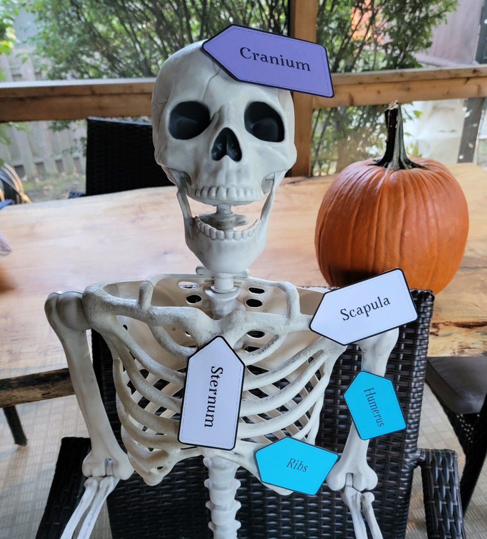 Biology STEM Project: Bones of the Human Body Biology STEM Project: Bones of the Human Body